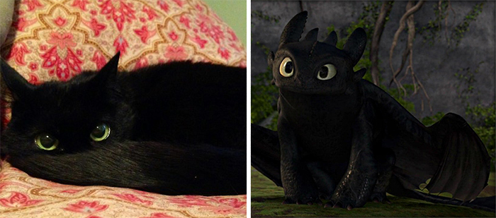 Black cat Looks Like Toothless from "How To Train Your Dragon"