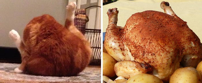 Cat Looks Like A Roasted Chicken