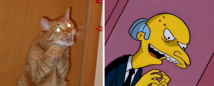 Evil Plan Cat Looks Like Mr Burns