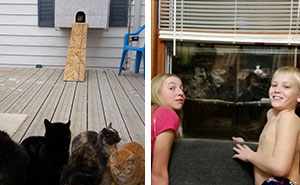 This Dad Built A 'Cataquarium' For Freezing Cats On Thanksgiving