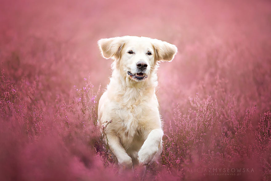 Собака-фотография-Алисия-zmyslowska-24