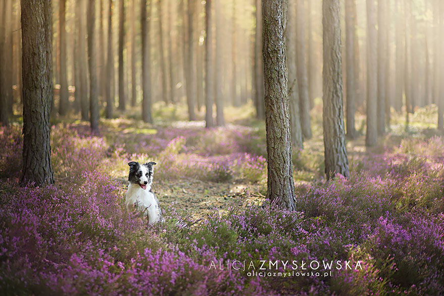 Собака-фотография-Алисия-zmyslowska-25