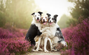 Heartwarming Dog Portraits By Polish Photographer Alicja Zmyslowska