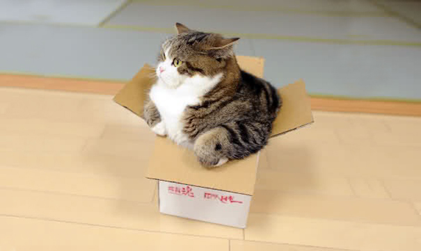 Maru, Master Of Boxes