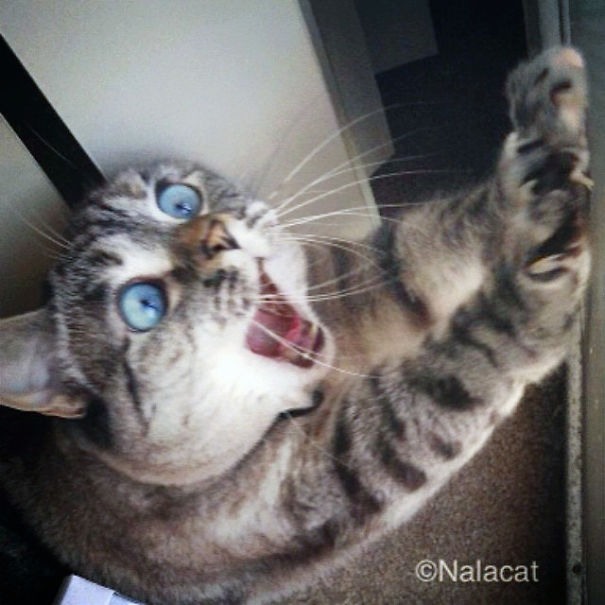 Nala, The Shocked Cat