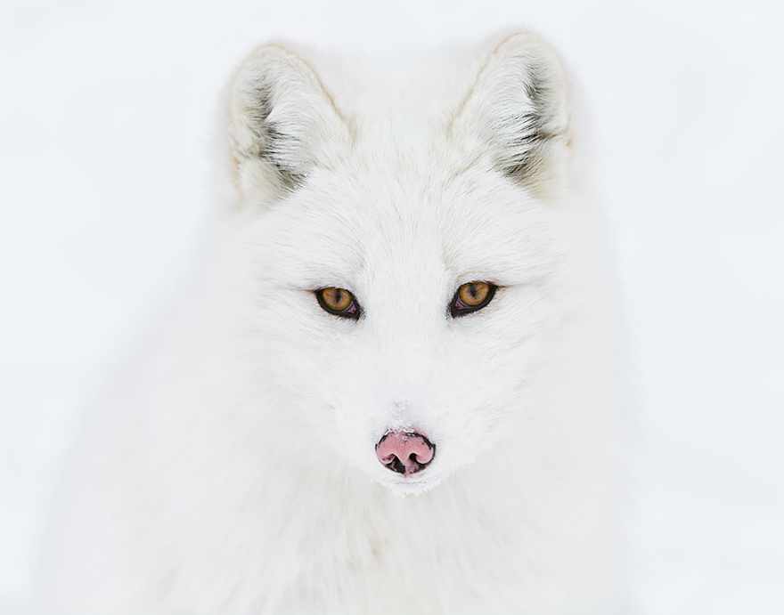 fox-espécies-fotografia-1-1
