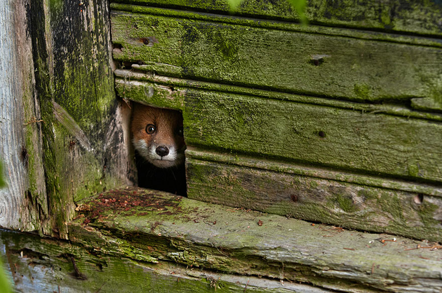 fox-espécies-fotografia-3-2