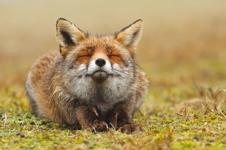 fox-espécies-fotografia-3-5