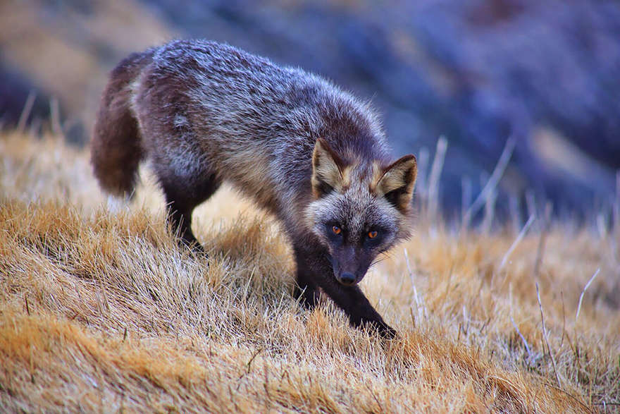 fox-espécies-fotografia-4-1