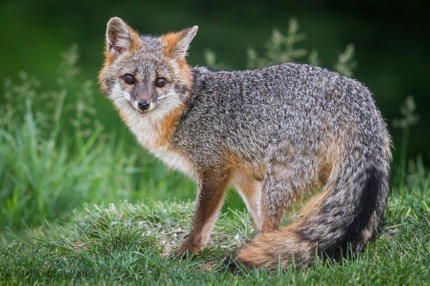 fox-espécies-fotografia-6-1