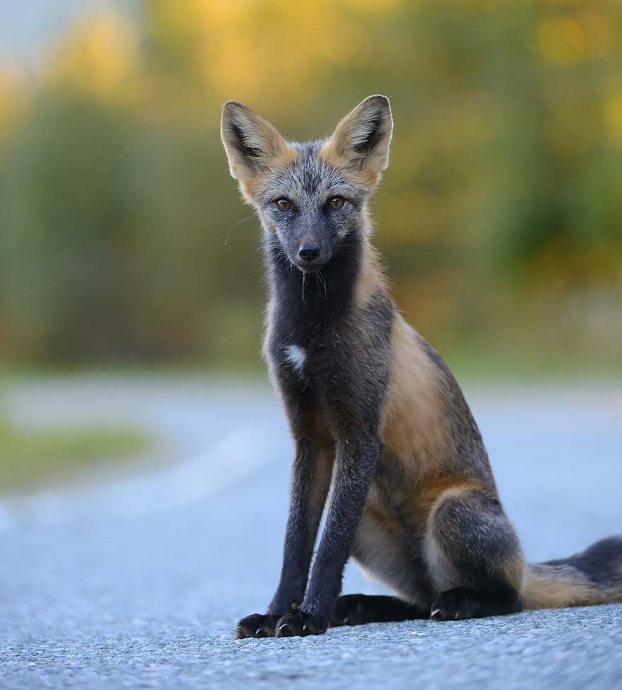 fox-espécies-fotografia-7-1