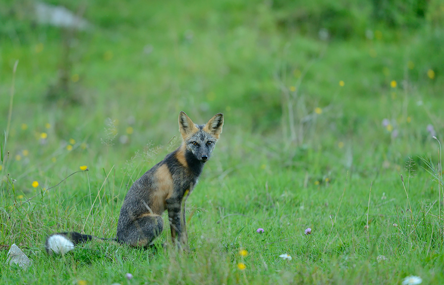 fox-espécies-fotografia-7-2