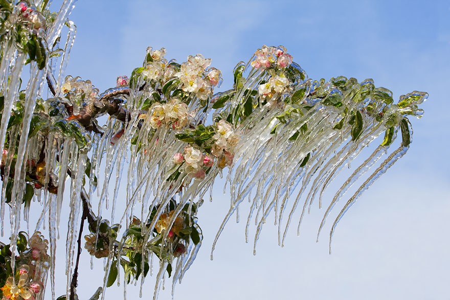 http://www.boredpanda.com/icicles-on-the-blooming-apple-tree/