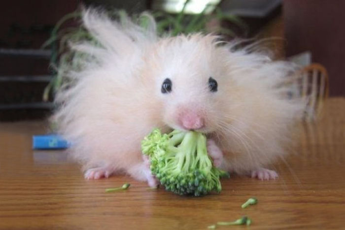 Fluffy Hamster Eating A Brocolli