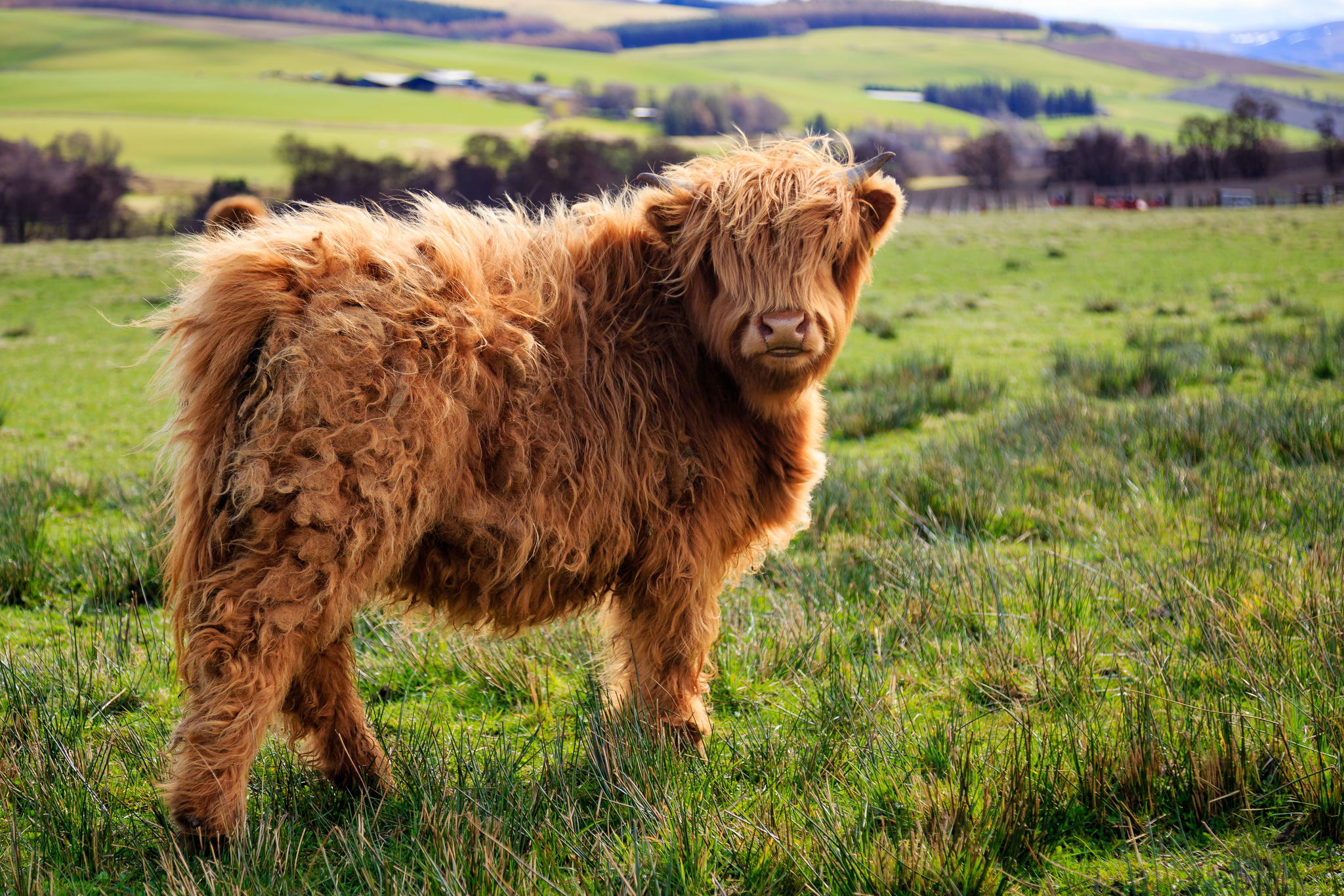 Mini Highland Cow