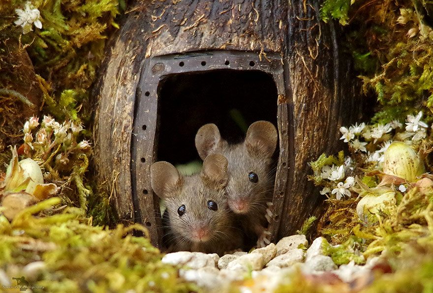  man discovers family mice living his garden builds 