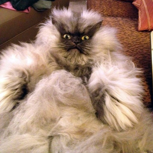 Colonel Meow, The Holder Of Guinness World Record For Longest Cat Hair