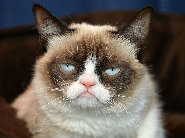 most-popular-cats-grumpy-cat-4.jpg