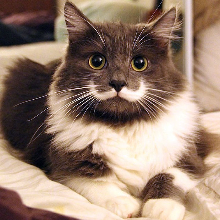 Hamilton The Hipster Cat