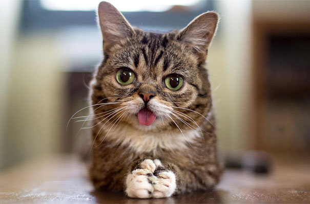 Lil Bub The Perma-Kitten