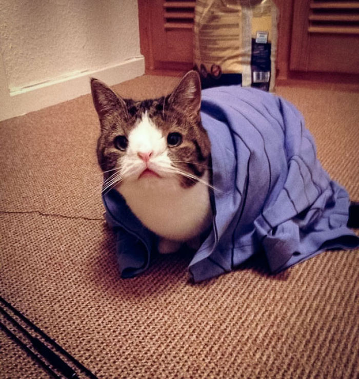 Monty The Cat Who Was Born Without A Nasal Bridge