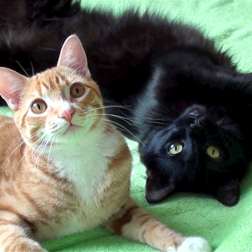 cole-and-marmalade-two-rescued-kitties-that-became-youtube-celebrities