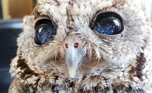 Meet Zeus: The Rescued Blind Owl With Stars In His Eyes