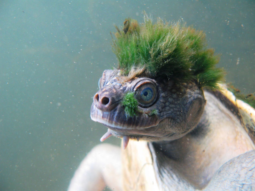 Mary River Turtle With Punk Algae Mane