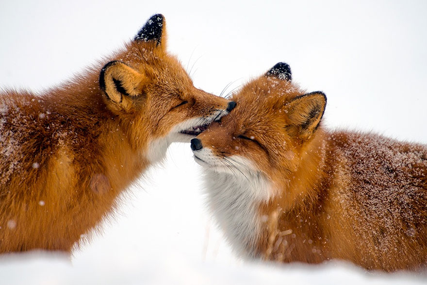 wild-foxes-ivan-kislov-1