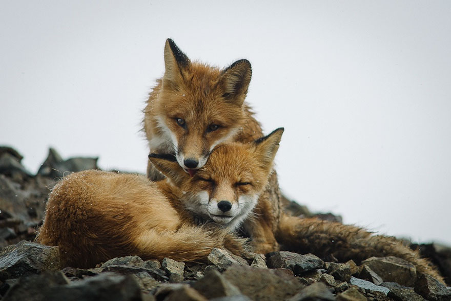 wild-foxes-ivan-kislov-2