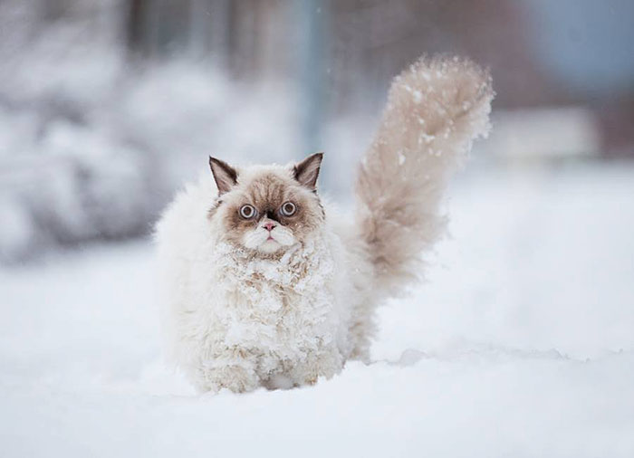 This Persian Cat Discovers Snow For The First Time
