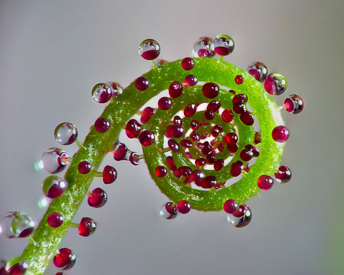 Drosophyllum Lusitanicum