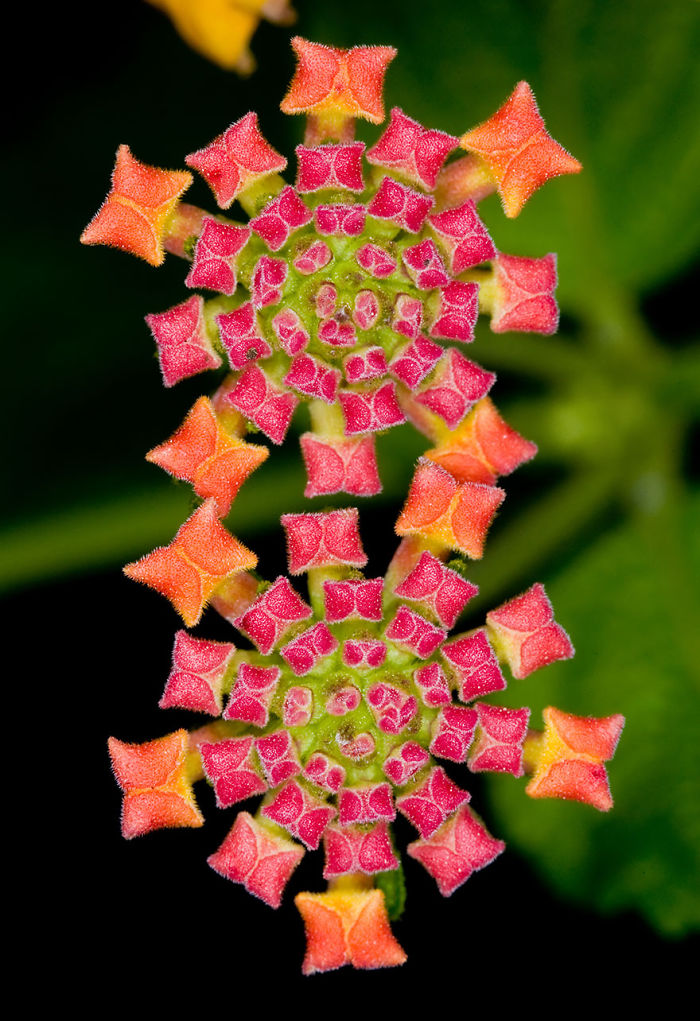 Flowers Like Jeweled Carpet