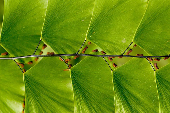 Leaf Ladder