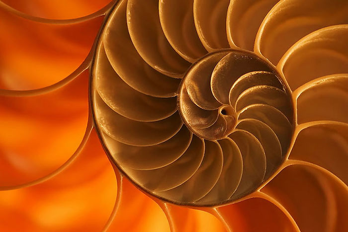 Nautilus Shell