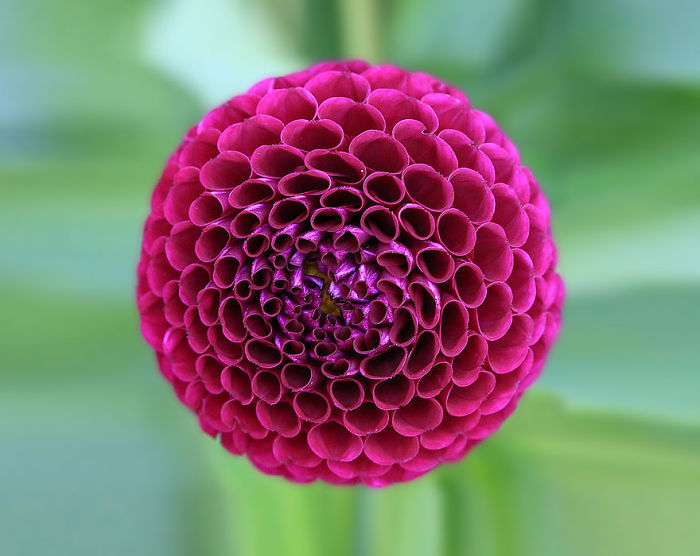Dahlia