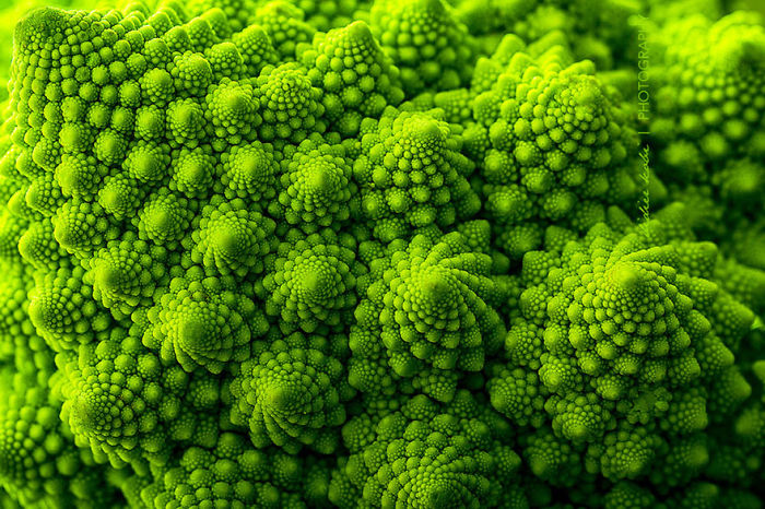Romanesco Broccoli