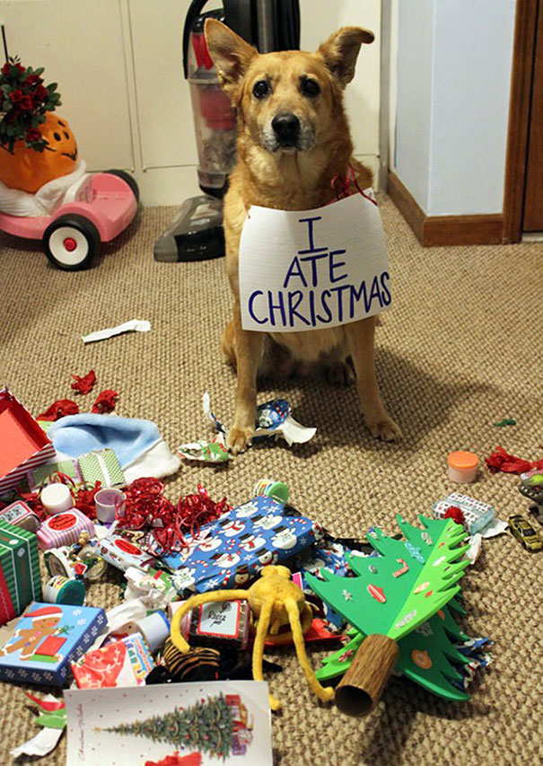 pets destroying christmas