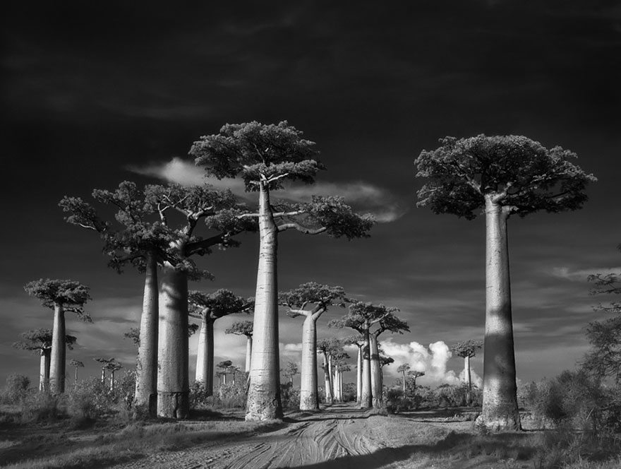 Resultado de imagem para beth moon ancient trees