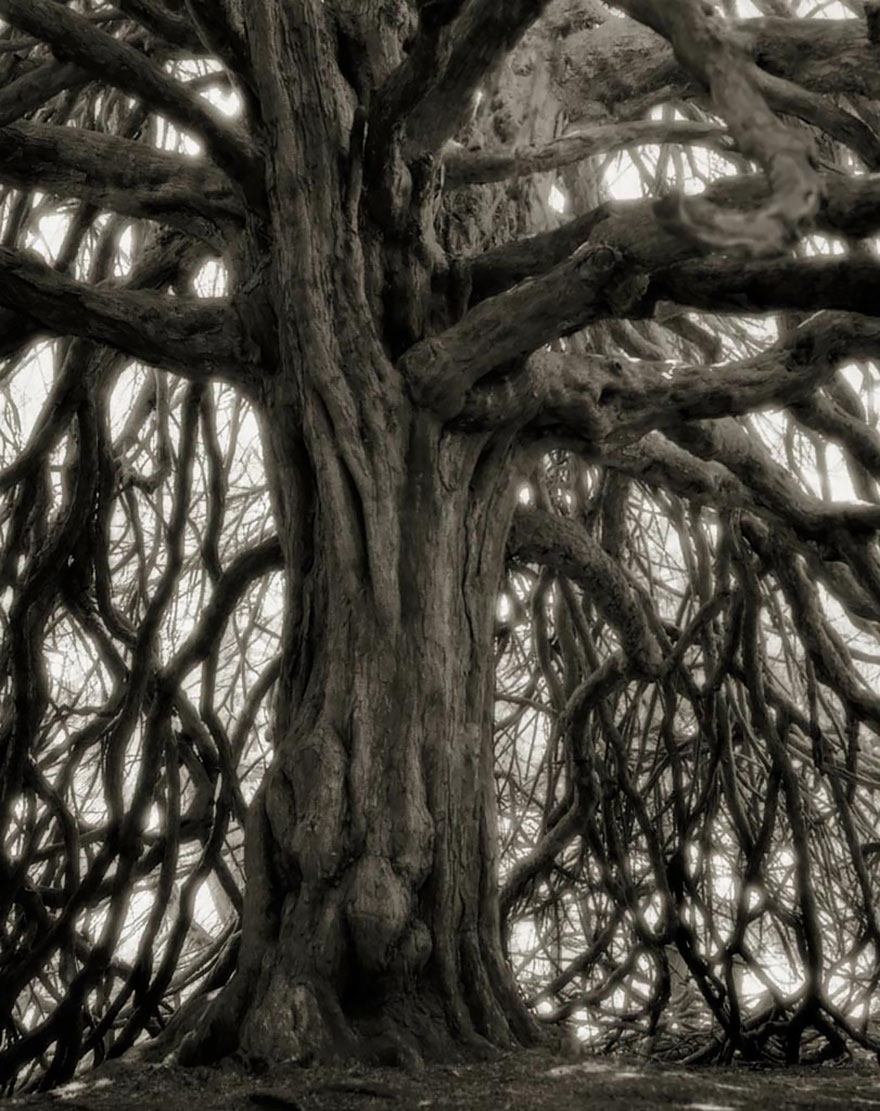 ancient-trees-beth-moon-18