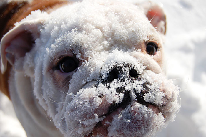 This English Bulldog Saw Snow For The First Time