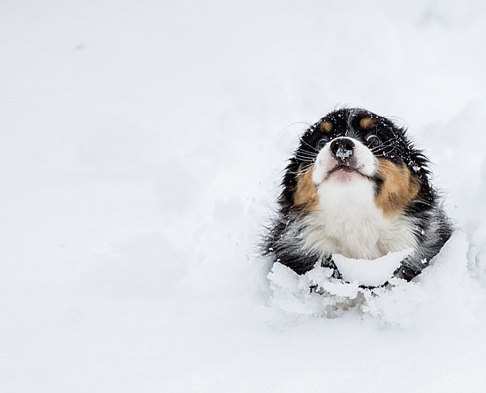 Puppy Running Through The Snow