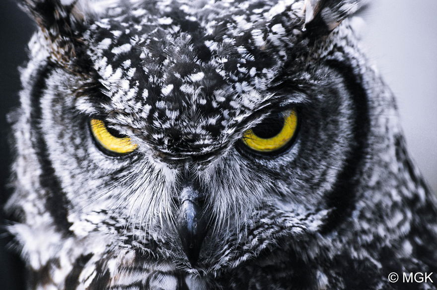 owl-photography-cute-107__880.jpg