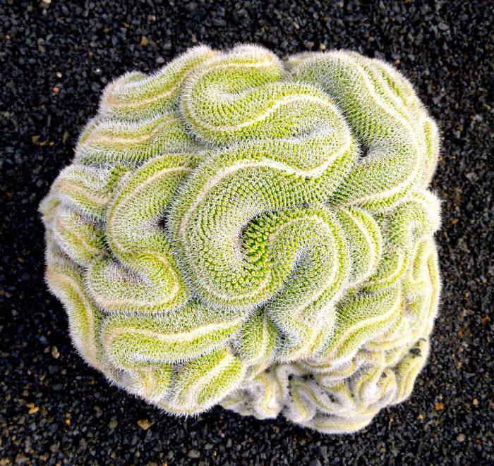Thinking Cactus