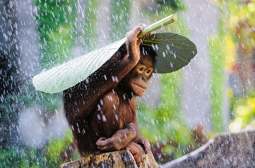 Orangutan in The Rain by Andrew Suryono, Indonesia