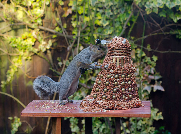 squirrel-doctor-who-feeder-chris balcombe-4
