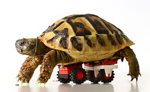 Vet Makes Wheelchair From Son's LEGOs For Disabled Tortoise