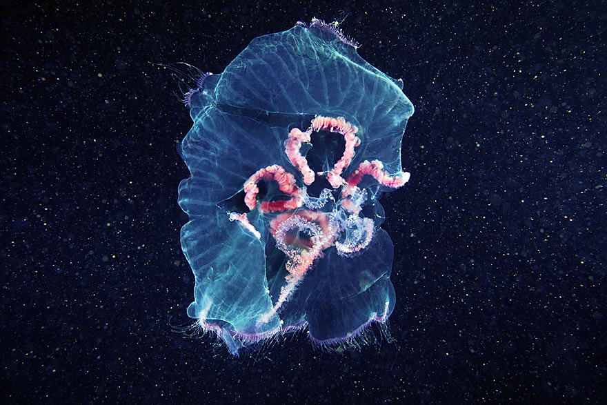 underwater-jellyfish-alexander-semenov-aquatis-1-2