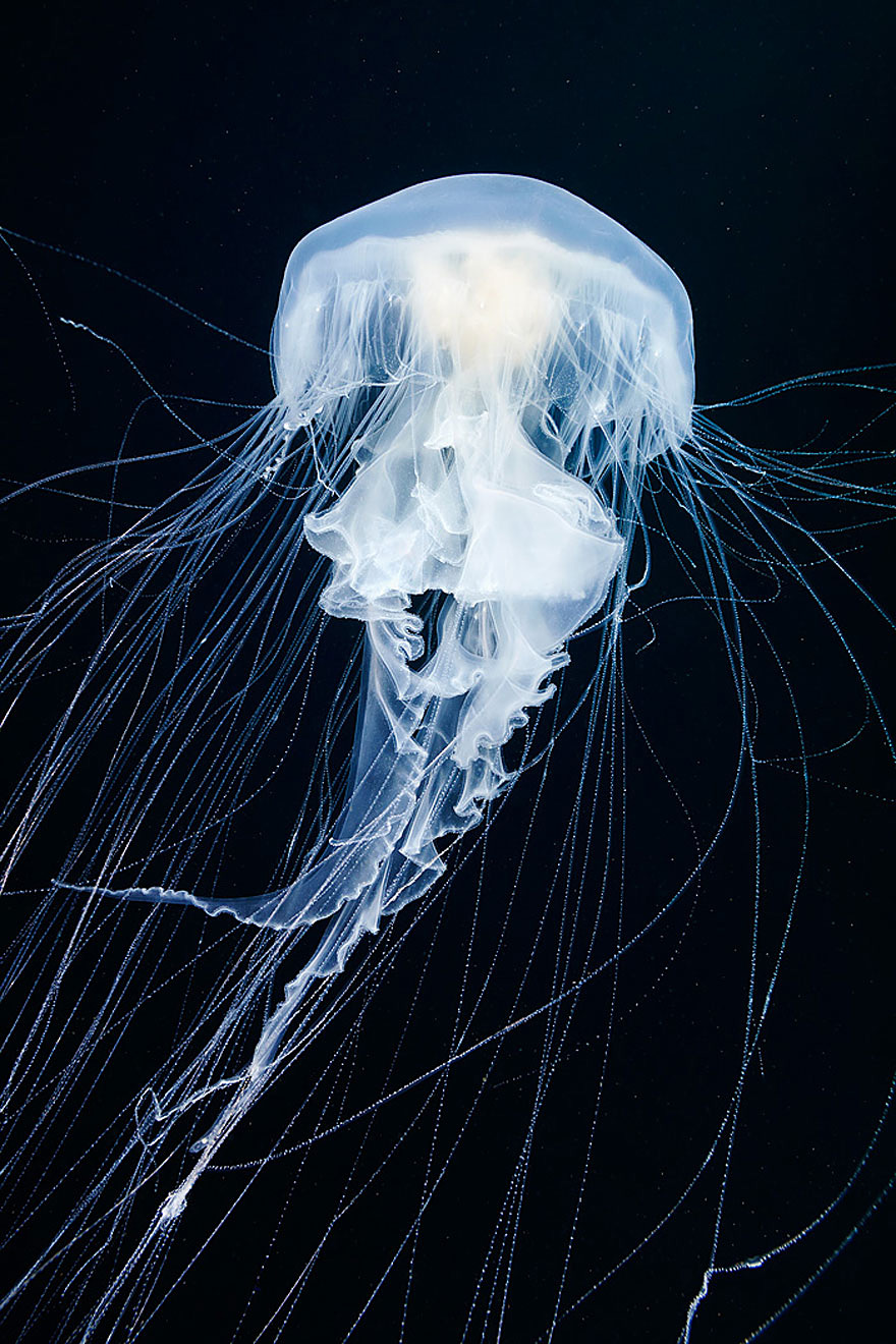 underwater-jellyfish-alexander-semenov-aquatis-11-2