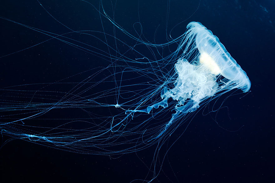 underwater-jellyfish-alexander-semenov-aquatis-13-2